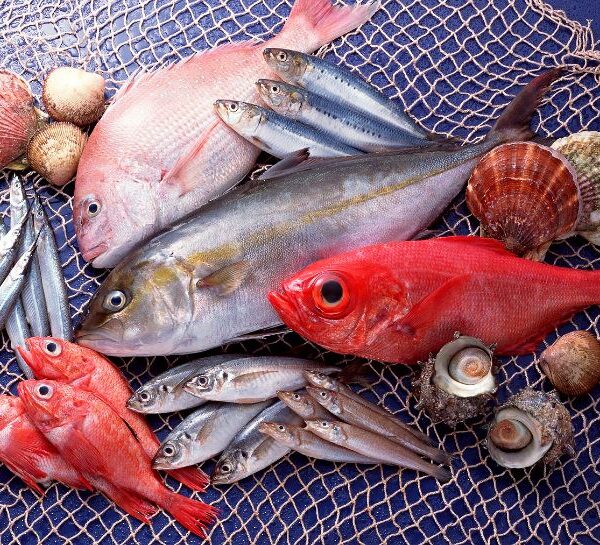 Cá Biển Các Loại